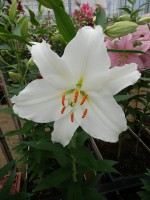 [5325 Bellaria VH No02.JPG]